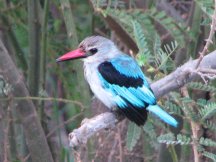 Martin-chasseur du Sénégal (Halcyon senegalensis)