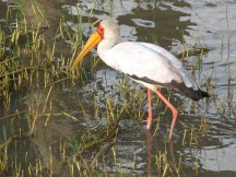 Tantale ibis (Mycteria ibis)