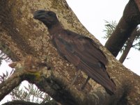 Corbeau corbiveau (Corvus crassirostris)