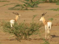 Gazelles de Sömmering (Nanger soemmerringii), je crois