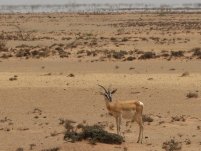 Gazelle ; je ne sais pas de quelle espèce.