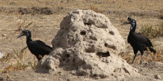 Bucorves d'Abyssinie (Bucorvus abyssinicus)