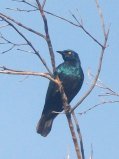 Chocador à oreillons bleus (Lamprotornis chalybaeus)