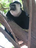 Colobe guereza (Colobus guereza) près du Lac Awasa