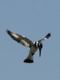 Martin-pêcheur pie (Ceryle rudis)