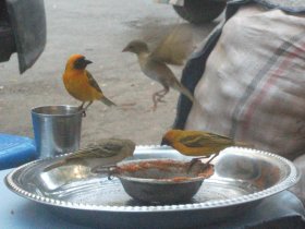 Tisserins : ils viennent manger les miettes de l'injera et goûtent la sauce. Il s'agit peut-être de Tisserins de Speke (Ploceus spekei)