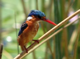 Martin-pêcheur huppé (Corythornis cristatus ) sur le Lac Awasa