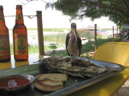 Le marabout est intéressé par mon poisson (il aura la tête et les arêtes).