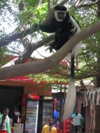 Colobe (Colobus guereza) près du Lac Awasa