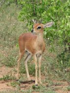 Petite antilope, peut-être un dik-dik de Kirk (mâle)