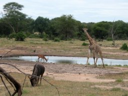 Point d'eau, avec girafe, gnou et impala.