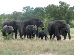 Petit groupe d'éléphants
