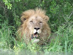 Beau lion mâle (Panthera leo)