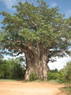 Baobab dans le Parc Kruger