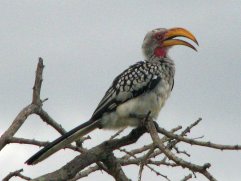 Calao leucomèle (Tockus leucomelas). On les appelle bananes volantes.