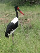 Jabiru d'Afrique (Ephippiorhynchus senegalensis). Il s'agit d'une femelle, reconnaissable à ses yeux jaunes. Les yeux du mâle sont bruns.