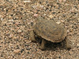 Il y a plusieurs espèces de tortues terrestres en Afrique Australe.