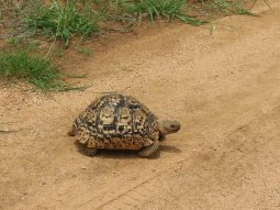 Il y a plusieurs espèces de tortues terrestres en Afrique Australe.