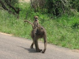 Babouins chacma (Papio ursinus). Malgré l'interdiction de les nourrir, ils espèrent trouver à manger en se tenant au bord des routes.