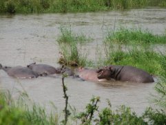 Hippopotames communs (Hippopotamus amphibius)