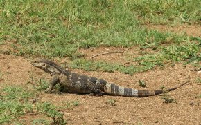 Varan des steppes d'Afrique orientale (Varanus albigularis). En Anglais on l'appelle Rock Monitor.