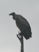 Il y a plusieurs espèces de vautours en Afrique Australe.
