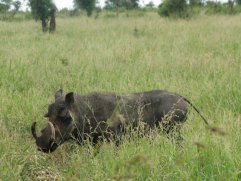 Phacochère (Phacochoerus africanus). Celui-ci porte de longues défenses.