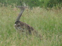 Outarde kori (Ardeotis kori). Ce grand oiseau est capable de voler.