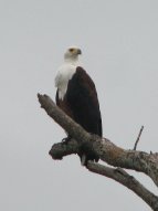 Pygargue vocifère (Haliaeetus vocifer) ou Aigle Pêcheur Africain.