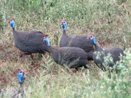 Pintades de Numidie (Numida meleagris)