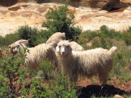 On élève des chèvres angora (pour la laine mohair) et des moutons.