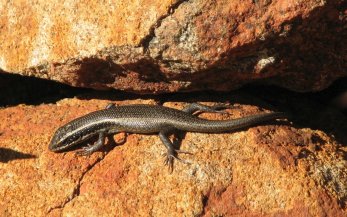 Le lézard se chauffe au soleil du matin. On est en altitude et les nuits sont froides.