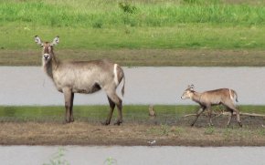 Cobes à croissant  (Kobus ellipsiprymnus) ou Waterbucks. Ici on voit bien le "croissant".