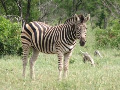 Zèbre (Equus quagga)