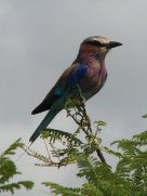 Rollier à longs brins (Coracias caudatus)