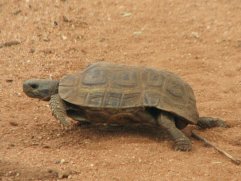 Tortue terrestre à Manyeleti