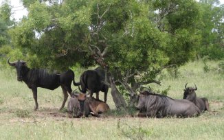 Groupe de gnous à Manyeleti