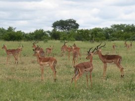 Troupeau d'impalas à Manyeleti