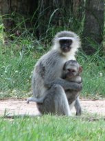 Vervets au Timbavati Lodge