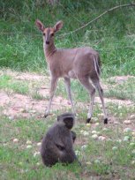 Vervet et antilope au Timbavati Lodge