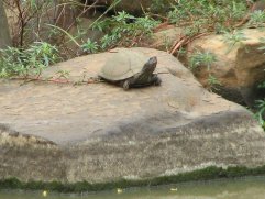 Une tortue aquatique qui prend un bain de soleil.