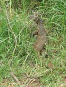 Varan du Nil (Varanus niloticus)