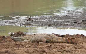 Crocodile du Nil (Crocodylus niloticus)