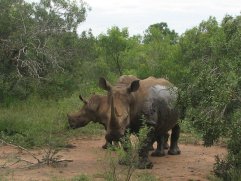 Rhinocéros blanc (Ceratotherium simum). Le petit reste plusieurs années avec sa mère.
