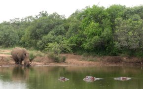 Rhinocéros blanc (Ceratotherium simum) et hippopotames communs (Hippopotamus amphibius)