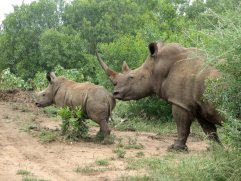 Rhinocéros blanc (Ceratotherium simum). Une mère avec son petit.