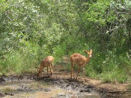 Nyalas femelles (Tragelaphus angasii)