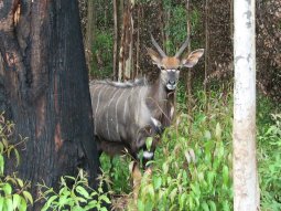 Nyala mâle (Tragelaphus angasii) à Mlilwane