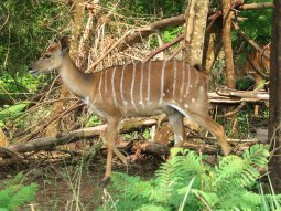 Nyala femelle (Tragelaphus angasii) à Mlilwane