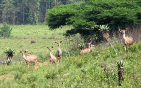 Groupe de grands koudous femelles (Tragelaphys strepsiceros) à Mlilwane